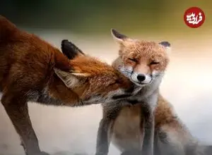 35 عکس تحسین‌شده از لحظات تماشایی حیات وحش