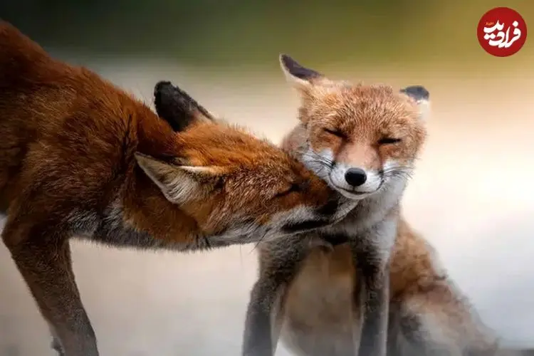 35 عکس تحسین‌شده از لحظات تماشایی حیات وحش