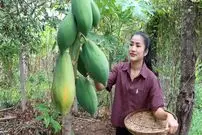 ببینید| غذای روستایی در کامبوج؛ برداشت پاپایا از باغ و تهیه غذا با آن