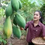 ببینید| غذای روستایی در کامبوج؛ برداشت پاپایا از باغ و تهیه غذا با آن