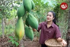 ببینید| غذای روستایی در کامبوج؛ برداشت پاپایا از باغ و تهیه غذا با آن