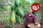 ببینید| غذای روستایی در کامبوج؛ برداشت پاپایا از باغ و تهیه غذا با آن