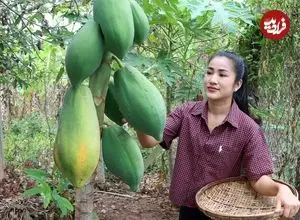 ببینید| غذای روستایی در کامبوج؛ برداشت پاپایا از باغ و تهیه غذا با آن