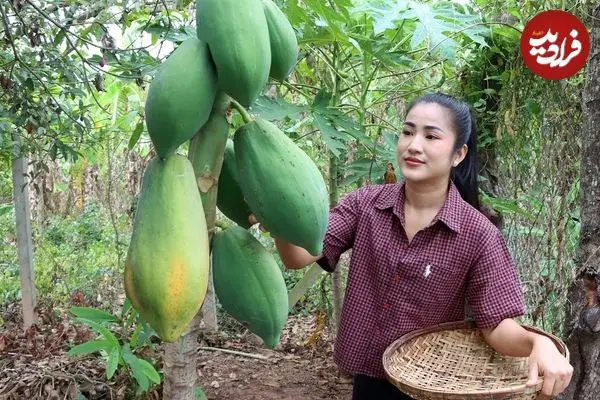 ببینید| غذای روستایی در کامبوج؛ برداشت پاپایا از باغ و تهیه غذا با آن