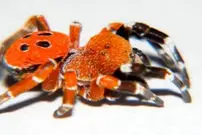 ببینید|  کشف عنکبوت عجیبی که مثل یاقوت می‌درخشد!