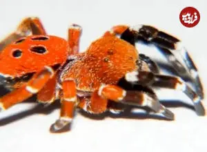 ببینید|  کشف عنکبوت عجیبی که مثل یاقوت می‌درخشد!