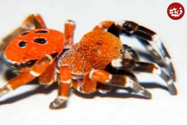 ببینید|  کشف عنکبوت عجیبی که مثل یاقوت می‌درخشد!