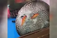 ویدیویی منحصربفرد از لحظه ماهی خوردن جالب سفره‌ماهی!