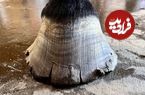 ببینید؛ فرآیند تعویض نعل آسیب دیده و مداوای سُم اسب مسابقه آمریکایی