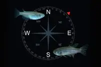 دانشمندان فسیل‌های مغناطیسی یک موجود ناشناخته را کشف کردند که دارای نوعی GPS داخلی بوده است