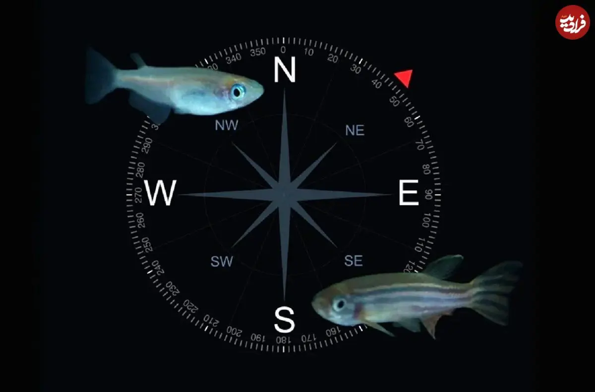 دانشمندان فسیل‌های مغناطیسی یک موجود ناشناخته را کشف کردند که دارای نوعی GPS داخلی بوده است