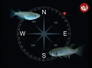 دانشمندان فسیل‌های مغناطیسی یک موجود ناشناخته را کشف کردند که دارای نوعی GPS داخلی بوده است