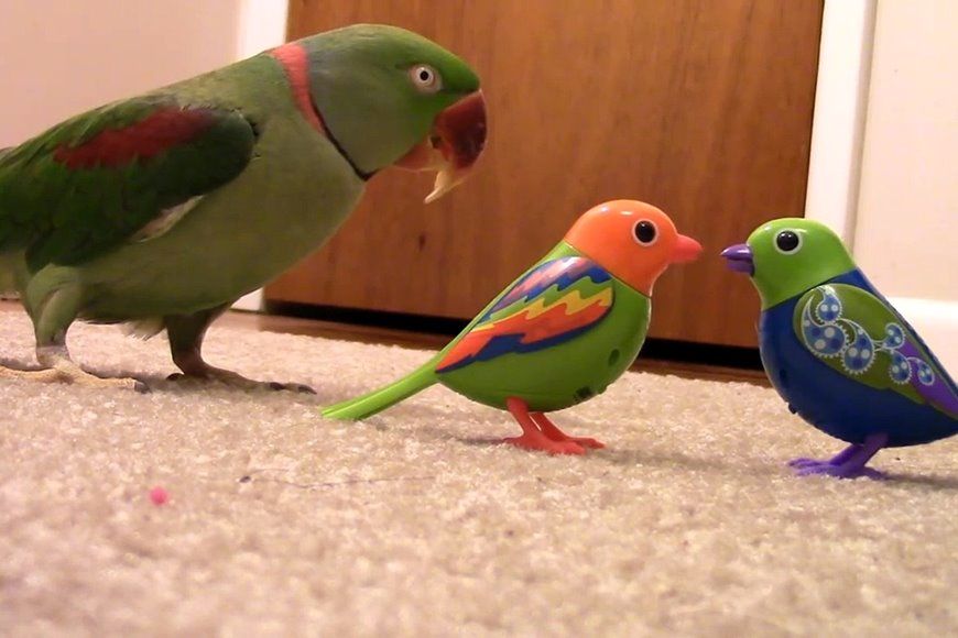 (ویدئو) حسادت بامزه یک طوطی به دو پرنده اسباب بازی