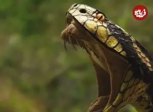 دردی فوری و طاقت‌فرسا؛ زهر چه موجودی سریع‌تر اثر می‌کند؟
