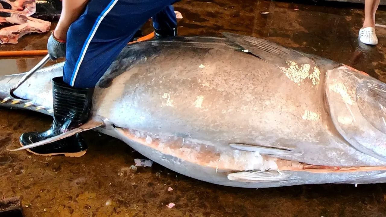 (ویدئو) مهارت خارق العاده استاد چینی در برش زدن ماهی تن بزرگ 461 کیلوگرمی