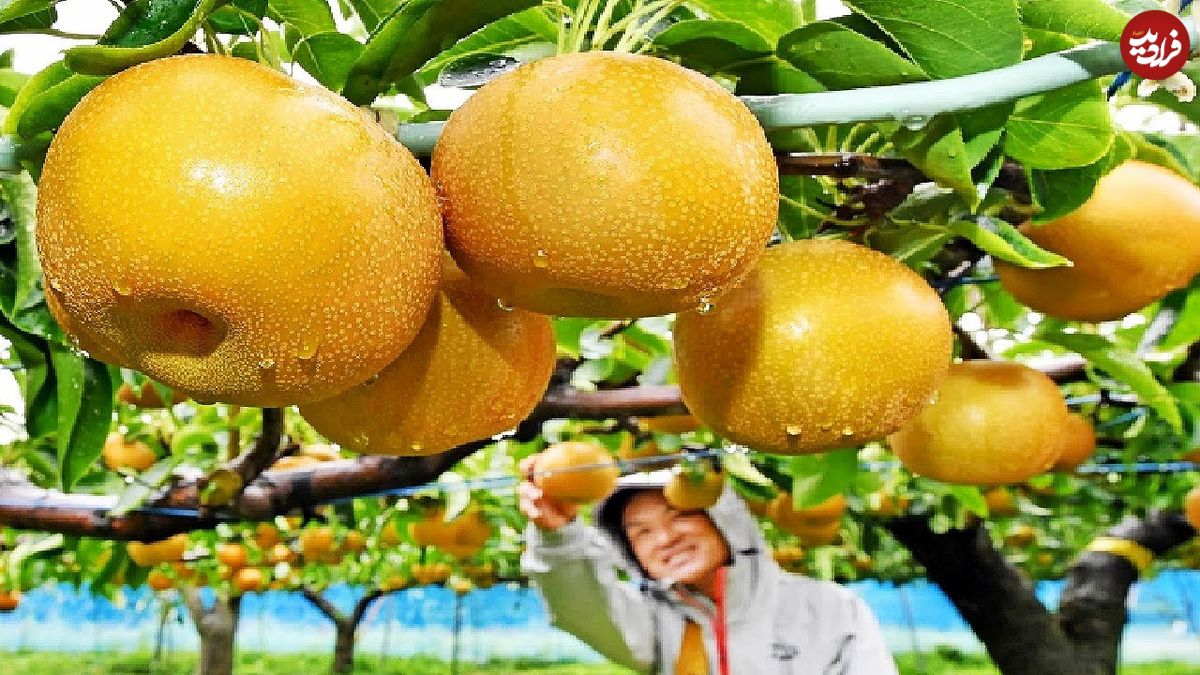 ببینید؛ مراحل دیدنی کاشت، برداشت و فرآوری یکی از گرانترین گلابی های دنیا در ژاپن