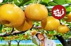 ببینید؛ مراحل دیدنی کاشت، برداشت و فرآوری یکی از گرانترین گلابی های دنیا در ژاپن