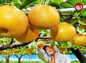 ببینید؛ مراحل دیدنی کاشت، برداشت و فرآوری یکی از گرانترین گلابی های دنیا در ژاپن