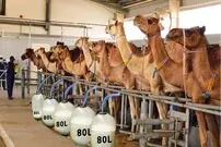 (ویدئو) فرآیند پیشرفته پرورش، غذادهی، شیردوشی و فرآوری شیر هزاران شتر در دبی