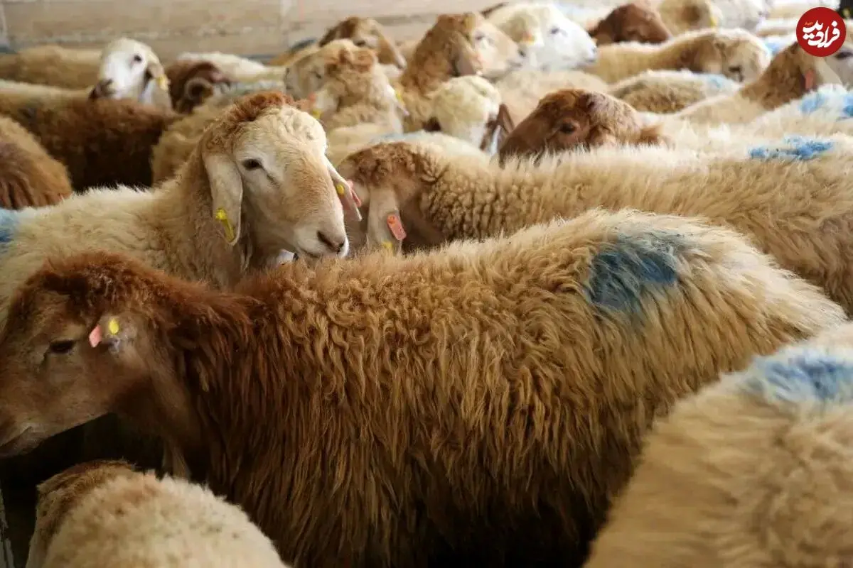 قیمت گوساله و گوسفند امروز اعلام شد