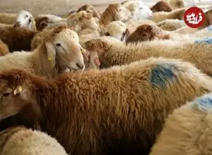 قیمت گوساله و گوسفند امروز اعلام شد