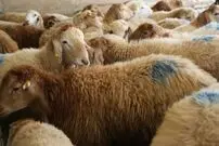 قیمت گوساله و گوسفند امروز اعلام شد