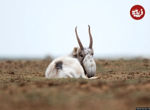 ( عکس) بازگشت شگفت‌انگیز یک موجود عجیب به طبیعت