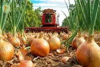 ببینید| چگونه کشاورزان آمریکایی میلیون ها تن پیاز را برداشت می کنند؟