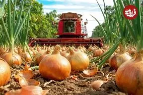 ببینید| چگونه کشاورزان آمریکایی میلیون ها تن پیاز را برداشت می کنند؟