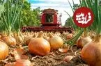ببینید| چگونه کشاورزان آمریکایی میلیون ها تن پیاز را برداشت می کنند؟