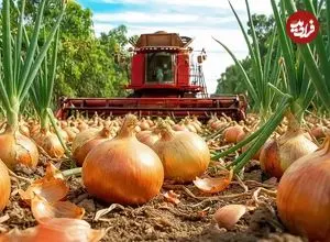 ببینید| چگونه کشاورزان آمریکایی میلیون ها تن پیاز را برداشت می کنند؟