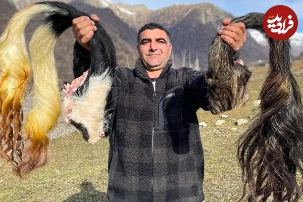 ببینید| غذای روستایی در آذربایجان؛ پخت دم گاو در دیگ سفالی و روی آتش