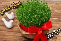 ببینید| آموزش کاشت سبزه عدس برای سفره هفت سین در 9 روز