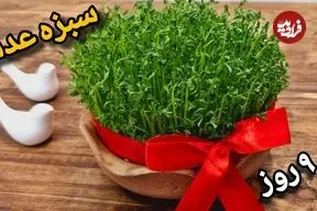 ببینید| آموزش کاشت سبزه عدس برای سفره هفت سین در 9 روز
