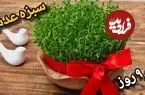ببینید| آموزش کاشت سبزه عدس برای سفره هفت سین در 9 روز