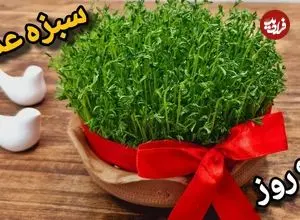ببینید| آموزش کاشت سبزه عدس برای سفره هفت سین در 9 روز