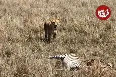 ببینید| «یوزپلنگ» ترسو شکارش را به «ماده شیر» واگذار کرد!