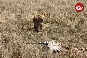 ببینید| «یوزپلنگ» ترسو شکارش را به «ماده شیر» واگذار کرد!