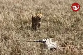 ببینید| «یوزپلنگ» ترسو شکارش را به «ماده شیر» واگذار کرد!