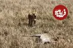 ببینید| «یوزپلنگ» ترسو شکارش را به «ماده شیر» واگذار کرد!