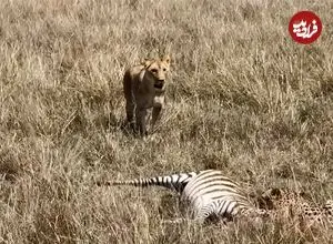 ببینید| «یوزپلنگ» ترسو شکارش را به «ماده شیر» واگذار کرد!