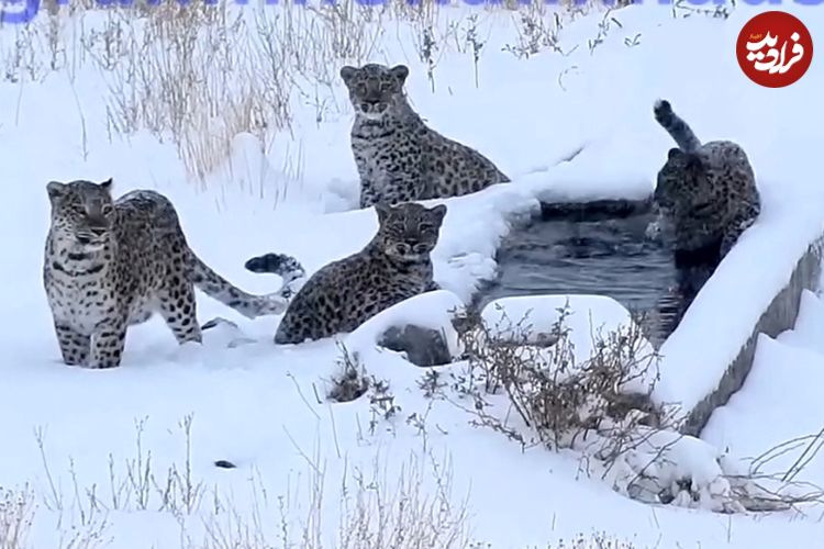 ویدئویی کم‌نظیر از چهار پلنگ در زمستان در پارک ملی سمنان