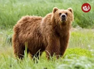 ماجرای حمله خرس به محیط‌بانان پارک ملی گلستان چه بود؟