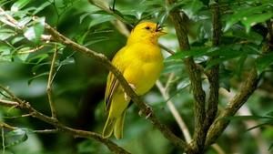(ویدیو) صدای زیبای پرندگان در طبیعت