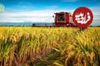 ببینید| چگونه کشاورزان تایلندی هزاران تن برنج را برداشت می کنند؟