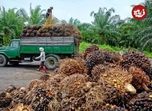 وقتی پسماند کشاورزی، سپر گلوله می‌شود