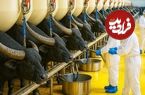 ببینید؛ مراحل دیدنی پرورش هزاران گاومیش برای تولید شیر، گوشت و پنیر در آمریکا