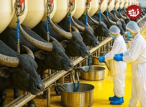 ببینید؛ مراحل دیدنی پرورش هزاران گاومیش برای تولید شیر، گوشت و پنیر در آمریکا
