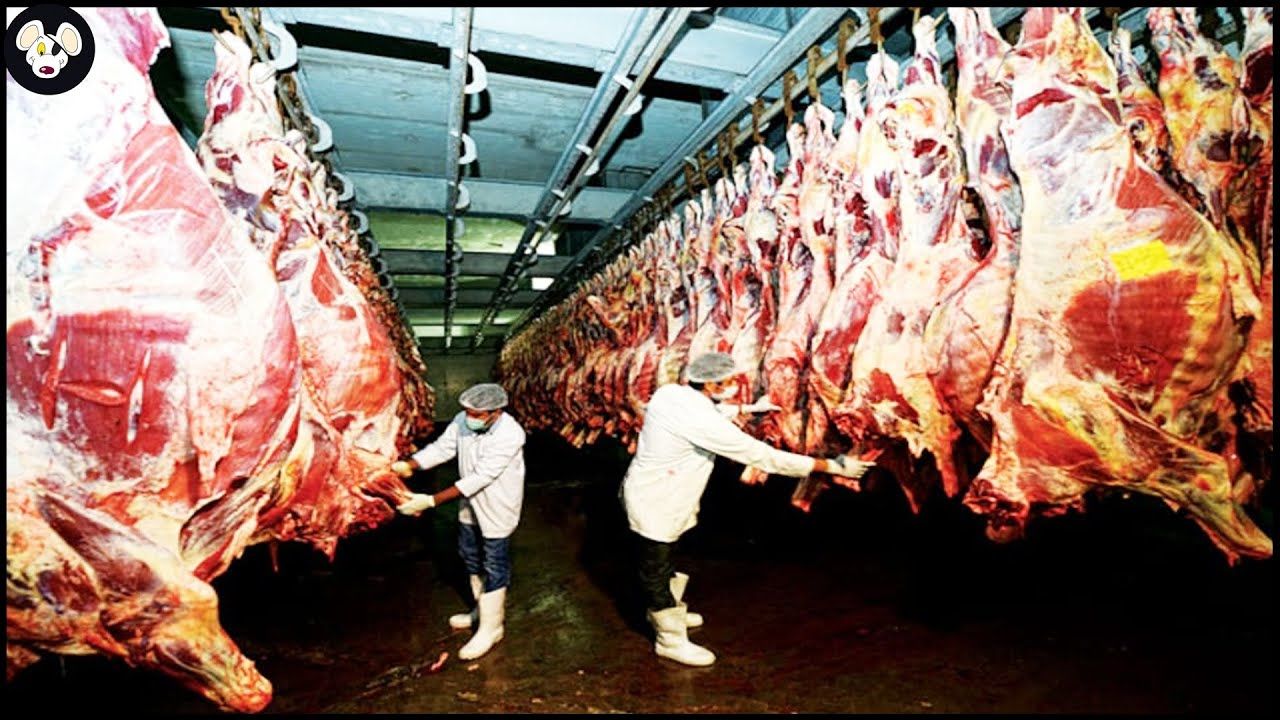 (ویدئو) چگونه کارخانه های مدرن گوشت بوفالو را پردازش و بسته بندی می کنند؟