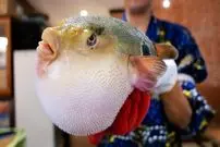 ببینید| غذای خیابانی در ژاپن؛ تهیه انواع غذا با ماهی بادکنکی سمی در اوکیناوا